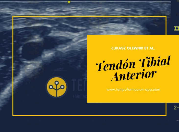 clasificacion-anatomica-tendon-tibial-anterior